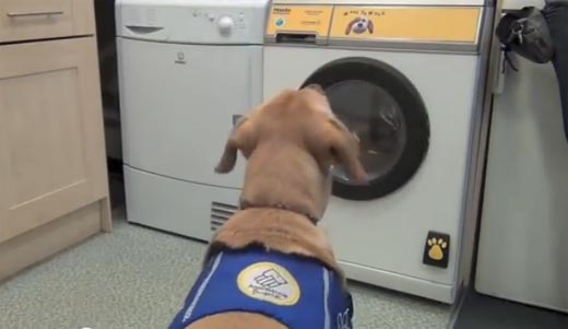 dog wash machine 3